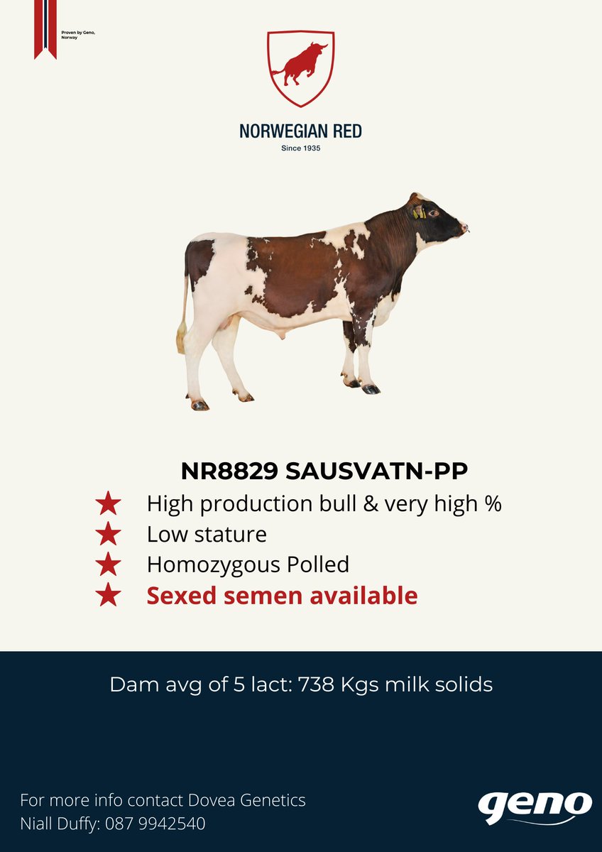 ⭕Sausvatn-PP (NR8829)⭕

Production specialist in the Norwegian Red breed
Homozygous polled

Sexed Semen Available

Contact us today to order/ organise a herd visit from ourselves &amp; Diego Galli from Geno <a href="/NorwegianRed/">Norwegian Red</a>
