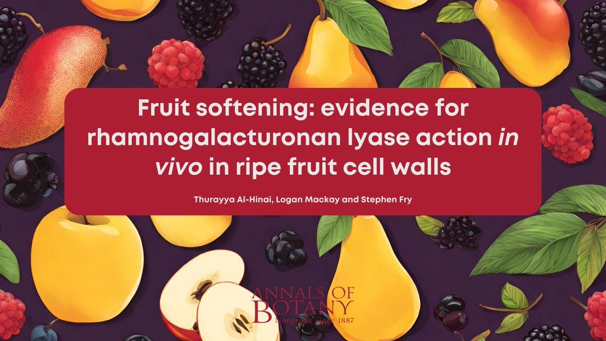 🎊Great news! The newly published paper ‘Fruit softening: evidence for rhamnogalacturonan lyase action in vivo in ripe fruit cell walls’ in <a href="/annbot/">Annals of Botany</a> by <a href="/OmnThary/">Thurayya Al Hinai (PhD)</a> and co-authors is now #free for a limited time. (1/7)

👉 botany.fyi/aS8CnE

#AoBpapers #PlantScience