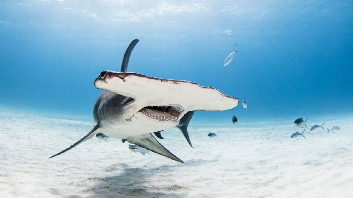 EDGE of Existence (@edgeofexistence) on Twitter photo Breaking! New research out today in <a href="/NatureComms/">Nature Communications</a>, led by our very own @rikkigumbs, estimates that 102 billion years of vertebrate evolutionary history is at risk of being lost to extinction (a thread)
nature.com/articles/s4146… Breaking! New research out today in <a href="/NatureComms/">Nature Communications</a>, led by our very own @rikkigumbs, estimates that 102 billion years of vertebrate evolutionary history is at risk of being lost to extinction (a thread)
nature.com/articles/s4146…