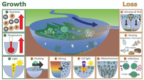 We spend a lot of time thinking about what causes HABs, but what about what makes them disappear? Check out this new review on loss processes in cyano blooms from the @GLEONetwork Cyano Workgroup! doi.org/10.1016/j.hal.…