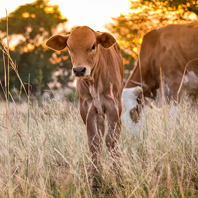 Melkveehouderij in Nigeria biedt jongeren groeikansen. Alleen... weidegronden zijn schaars vanwege #klimaatverandering en #droogte. Het door @AereshboDronten en 2 Nigeriaanse universiteiten ontwikkelde trainingsprogramma i.s.m. <a href="/Nuffic/">Nuffic</a>  biedt oplossingen.
nuffic.nl/en/news/grazin…