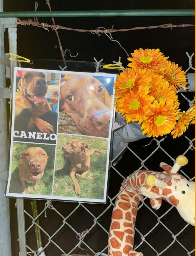 NFSAorg's tweet image. #FireSafety advocates aim to change #InternationalFireCode after  Pet Resort caught fire in Texas in 2021, killing 75 dogs. 80% of people who wrote to the city of Georgetown, where fire occurred, wanted #firesprinklers installed in boarding facilities. kvue.com/article/news/i…