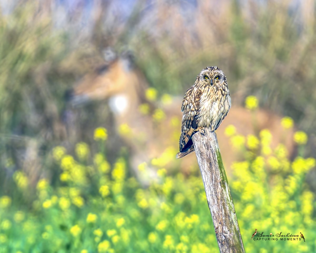 #Owl, #Bluebull, and a #Golden #Landscape
#BirdTwitter #BirdsOfTwitter #birds #birdphotography #birdwatching #birding #NaturePhotograhpy #NaturePhoto #wildlifephotography #BBCWildlifePOTD #IndiAves #ThePhotoHour #birdcpp #BirdsSeenin2024 #portrait #birdofprey #shortearedowl