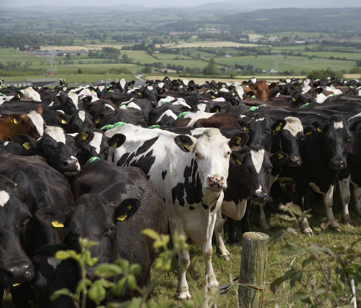 🌱Gain insights on transitioning from Winter Milk to Spring Production in our #IrishFarmReport. Navigate challenges such as rising costs and labour shortages. Explore factors like calving intervals and infrastructure needs for decision making Read more 👉 eu1.hubs.ly/H07S7C20