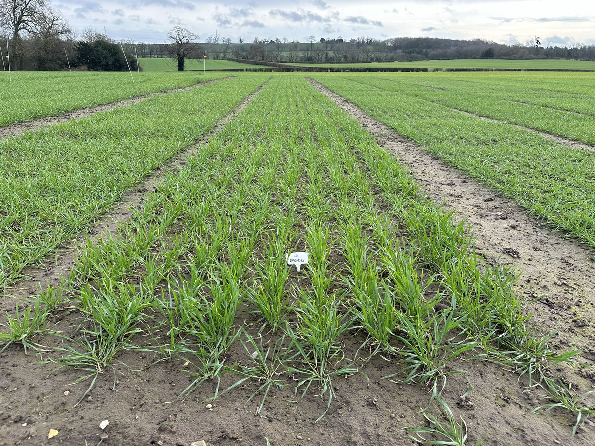 Stop off at our Derbyshire Demo Variety site this week! Good establishment and great differences between varieties seen already! Will be great to see how this site develops over the next couple of months up to our open day @WynnstayAgri <a href="/combinableseeds/">Danny Richardson</a> <a href="/SeedsWoody/">Woody Seeds</a>