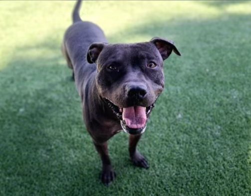 Urgent 🚨 can anyone in LA help this boy?!? 13/21/23 - BLACKY'S HUMAN WAS EVICTED AND LEFT HIS DOGS AT THE PROPERTY. AT THE SHELTER FOR ONE YEAR. NOW, THEY WILL KILL HIM FOR SPACE.... got sick when he arrived, spent weeks terrified | A FOSTER OR RESCUE IS THIS DARLING BOY'S ONLY…