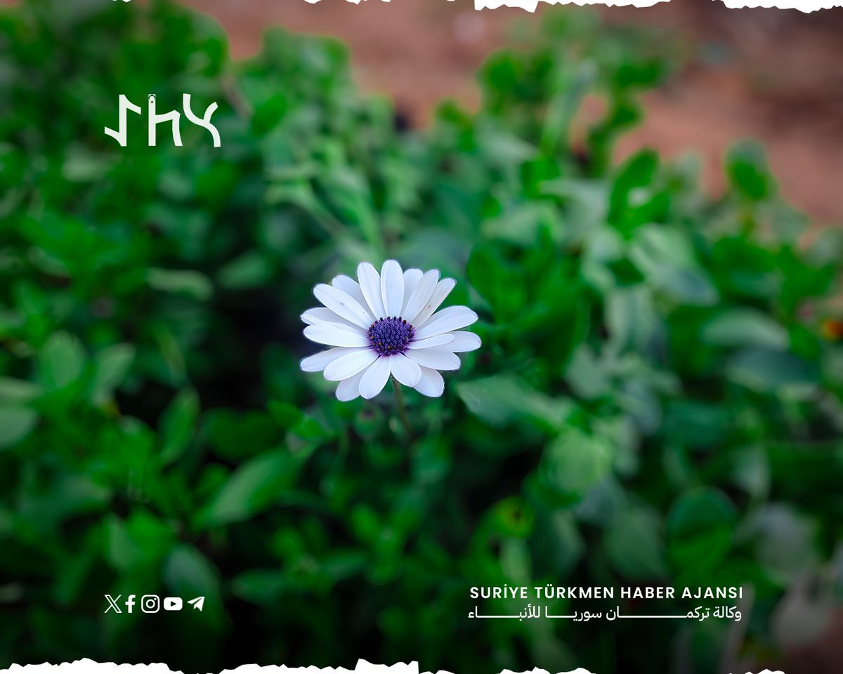 stha_news's tweet photo. 🔷صور لأنواع من الورود المزروعة في مشاتل مدينة #إدلب، حيث تبرز الألوان وتتنوع الأشكال والأحجام، مما يضفي إطلالة جمالية رائعة على المكان.
🔷#İdlib kentindeki fidanlıklarda yetiştirilen çeşitli çiçeklerin renkleri, şekil ve boyutları yere harika bir güzellik katıyor.
#STHA https://t.co/dkFmGW9yRa