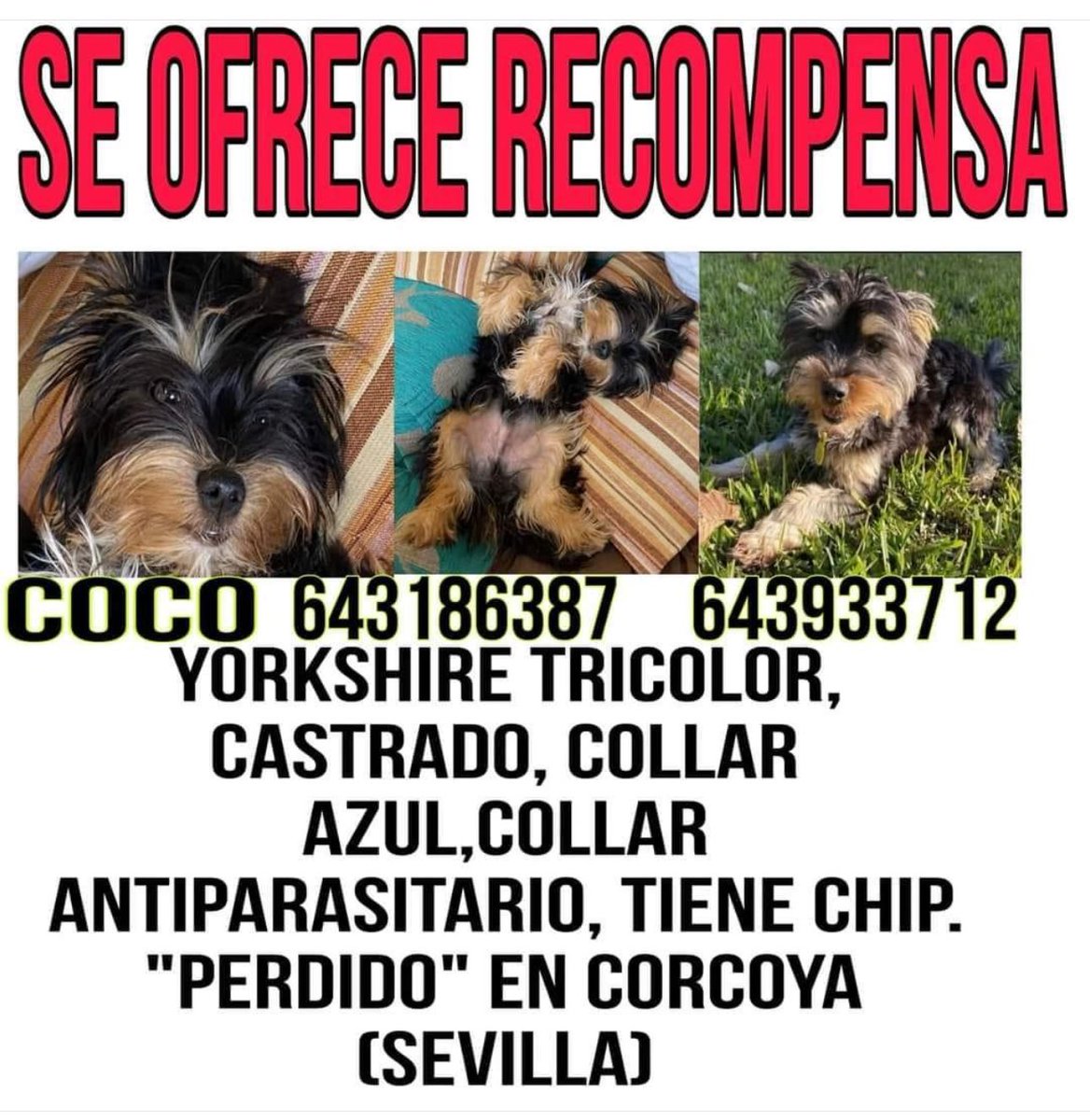 Sevilla. Corcoya
Perdido perro yorkshire tricolor , lleva chip, collar antiparasitario y collar azul. Se llama Coco
¿Alguien lo ha visto o recogido?
Contacto 643186387-643933712
Difusión por favor para que aparezca ⁦<a href="/perezreverte/">Arturo Pérez-Reverte</a>⁩
🙏 Muchas gracias