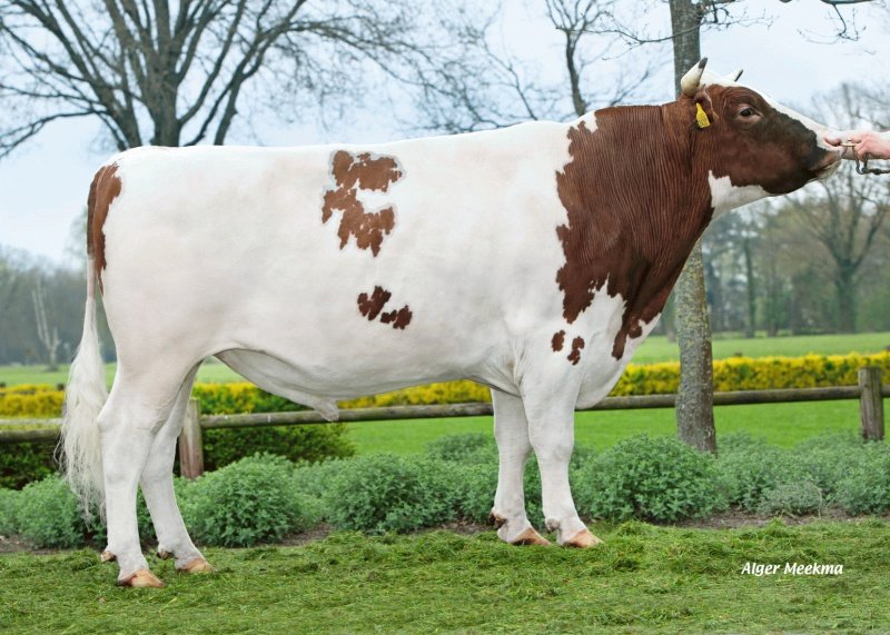 Rivelino 712: Melktypische stier uit topkoe uit de fokstal Endendijk. Heeft een geweldig mooie afstamming: moeder Kate 883  combineert veel melk met extreem hoge gehalten. Kate 883: gem. 4,88% vet en 4,02%. Eiwit. Hele dikke melk dus. Doet u mee? Kijk op: roodbontfriesvee.nl