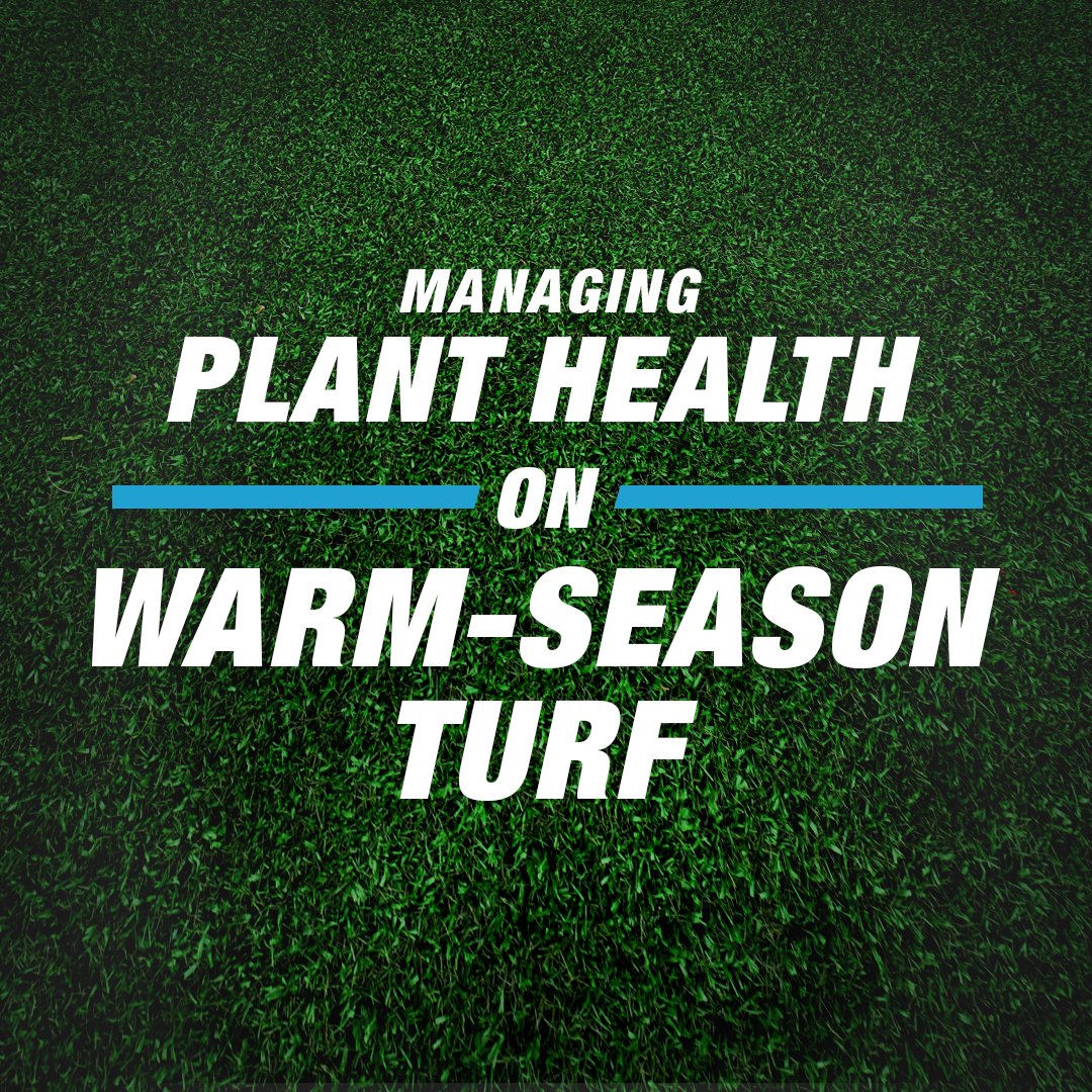 Ready to elevate your warm-season turf game? From targeted applications to proactive strategies, learn the successful tactics that superintendents can use in this Disease Discussion Podcast episode: bit.ly/3SSanaI