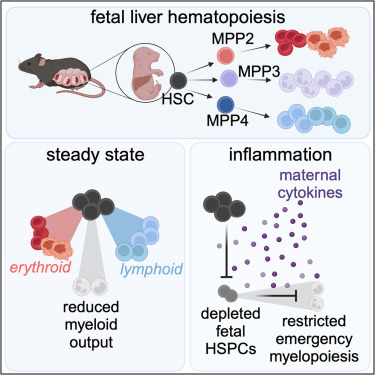 Fetal HSC/HPC are restricted from activating emergency myelopoiesis pathways by maternal IL-10, resulting in inadequate myeloid cell production in response to inflammatory challenges and contributing to neonatal neutropenia <a href="/CellCellPress/">Cell</a> Collins Passegué
cell.com/cell/fulltext/…