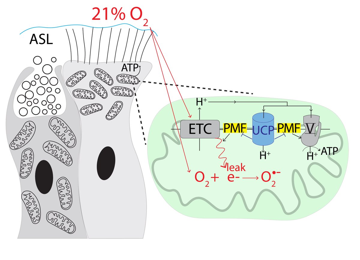I am excited to share our latest work <a href="/PNASNews/">PNASNews</a>!! We show that airway ciliated cells express high levels of mitochondrial uncoupling proteins, UCP2 and UCP5. These proteins decrease mitochondrial protonmotive force and thereby reduce production of ROS! 👩‍🔬🧪pnas.org/doi/10.1073/pn…