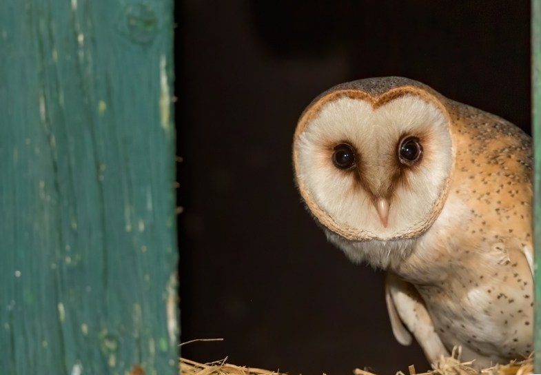 Barn Owl Conservation Event - Tipp FM Radio Interview with Kristina. - acresireland.ie/?p=1589