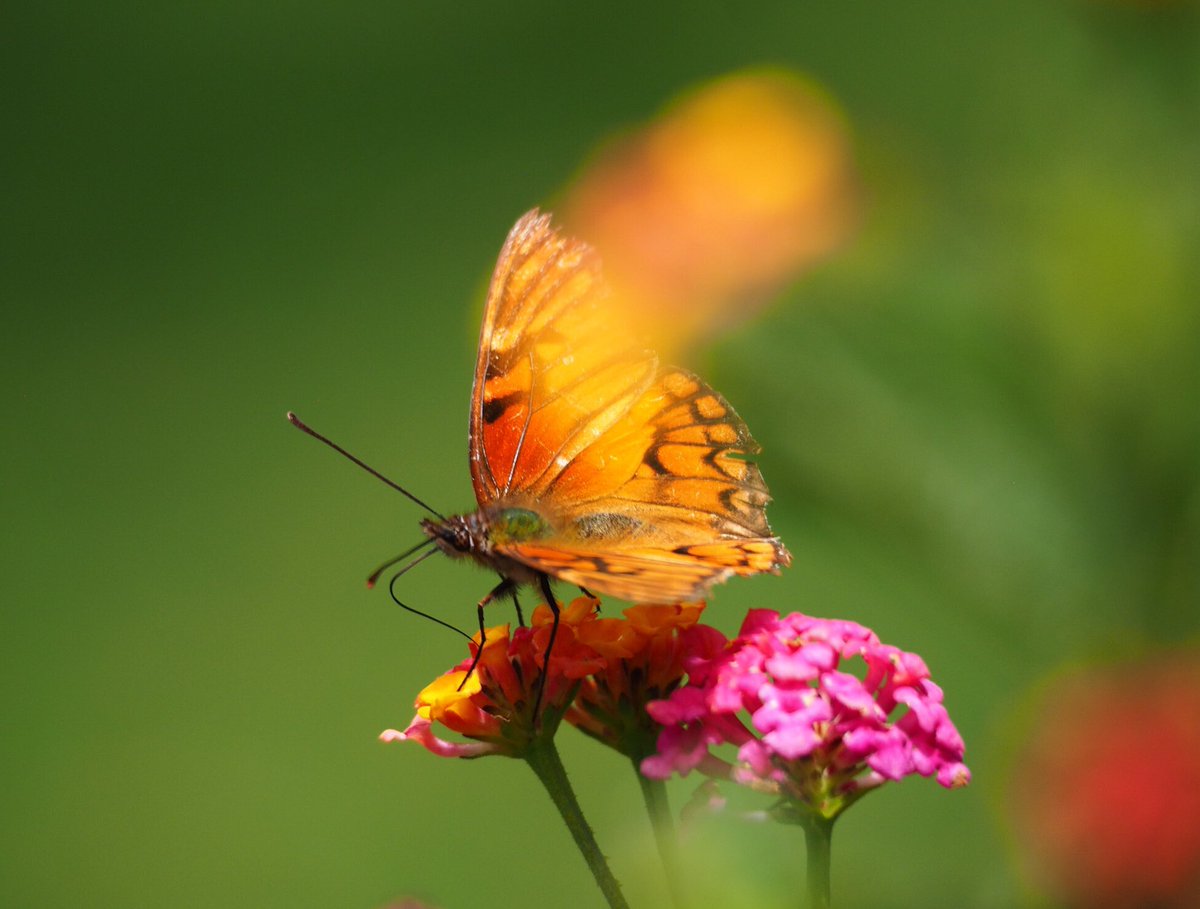 Here is my #InsectThursday #butterfly