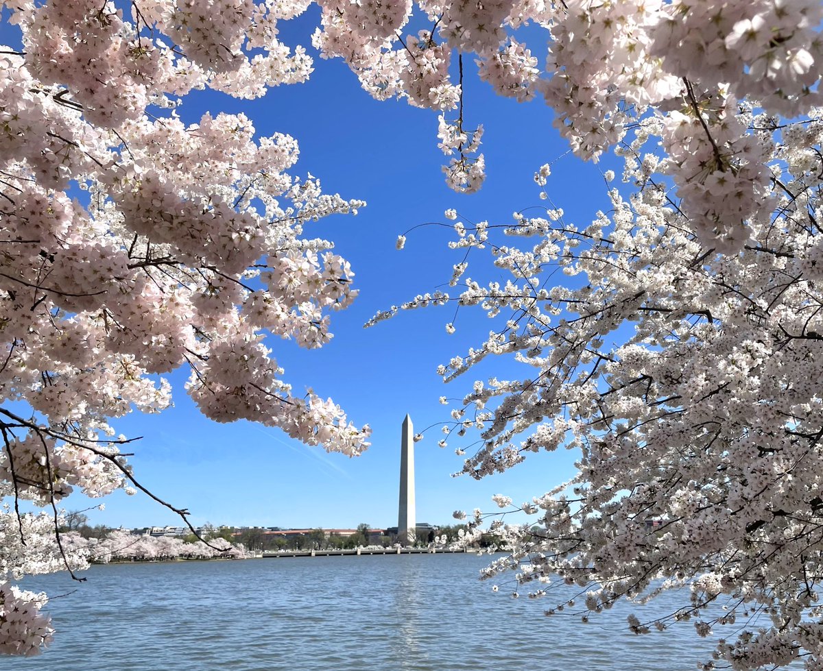 You heard it here first! We're projecting #cherryblossom peak bloom to fall between March 23-26 this year. One of #WashingtonDC's most anticipated events, the gorgeous blossoming trees produce a short-lived scene of splendor. Learn more: nps.gov/cherry 🌸🌸🌸 #BloomWatch
