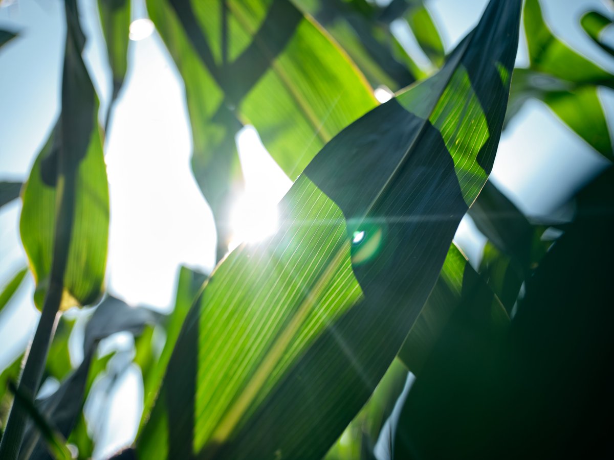 Major crops include both C3 and C4 species, but what does this distinction mean in terms of productivity and stress tolerance? - I put together an article that explains some of the basics: corteva.showpad.com/share/cshKX26a…