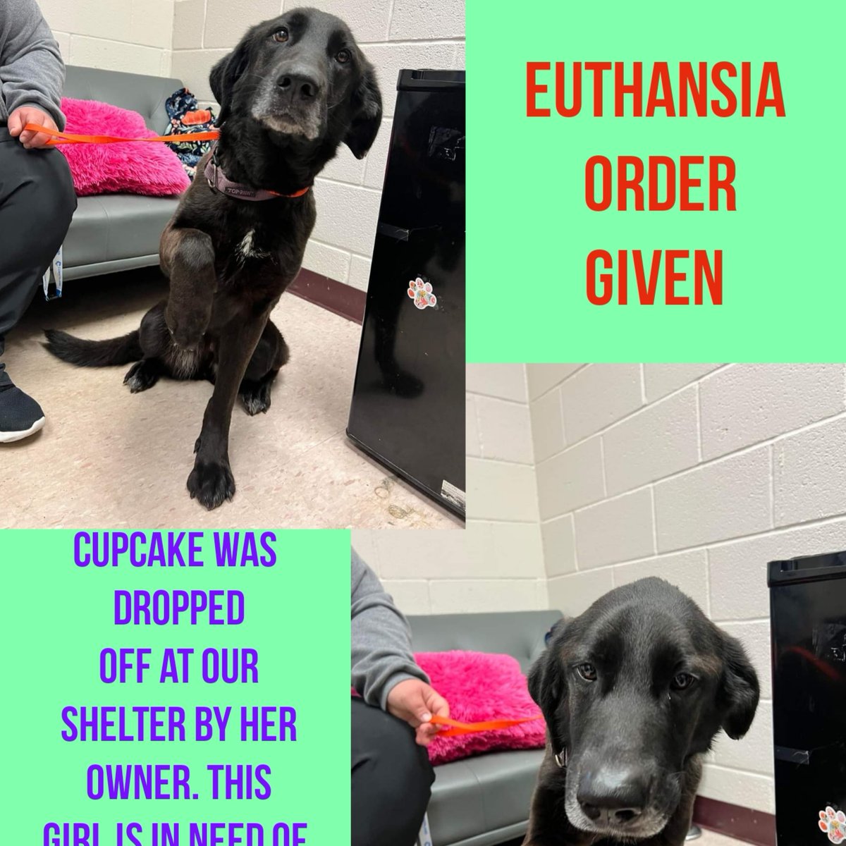 EUTHANSIA ORDER GIVEN CUPCAKE was dropped off at our shelter by her owner. This girl is in need of an understanding adopter or a rescue. 6yr Hw- RESCUES ahill@cumberlandcountync.gov Cumberland Cnty NC 910-321-6852 #rescue #adopt #dogs #deathrowdogs #deathrow #codered