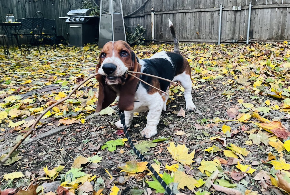 @MocklerBassets @Truckin_Bassets What a hottie ! 

I hope she approves of my stick corsage  : )- Rufus