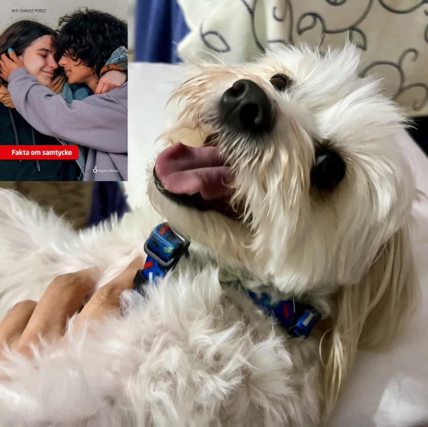 Vovvens favoritförfattare har fått en recension:
"Fakta om samtycke är en både viktig och svår bok som bör finnas tillgänglig för varje barn i mellanstadieålder och uppåt." - BTJ