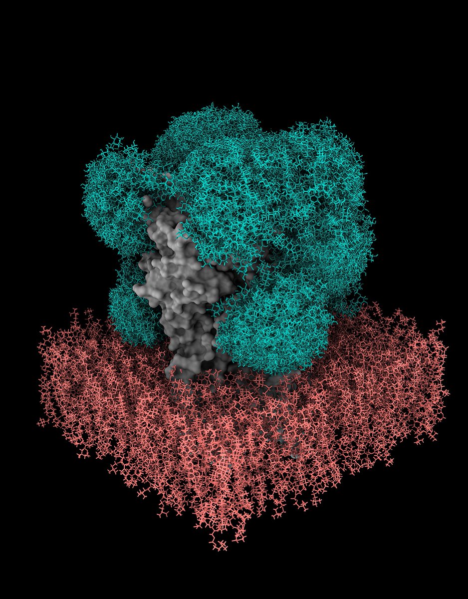 🥁Out on @CellCellPress🔗tinyurl.com/bdhuzbnu Ever wondered about the fuzzy stuff covering your favorite membrane protein? 👉Model glycoproteins in minutes w #GlycoSHIELD 🙏Fantastic collab w @BioPhysMatt @MPIbp and Shang-Te Danny Hsu @AcadSinica #glycotime