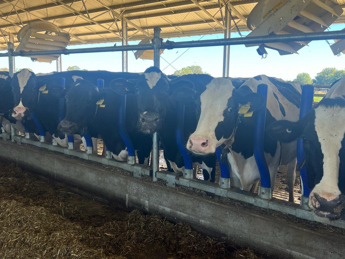 A recent installation of the EASYFIX Evolve Feed Rail system in Australia 🇦🇺 sold by our dealer Elite Agri Group🐄 

The open system of our Evolve feed rail allows cows to move in their natural feeding behaviour, optimising comfort, welfare and performance🐮