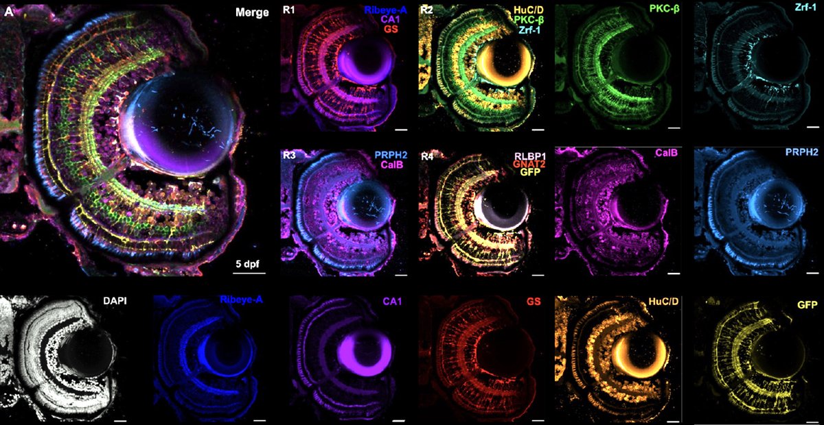 Nice application of cyclic immunostaining and fluorescent in situ (using IBEX) to sequentially label and map all cell types in the #zebrafish retina on sections or whole-mounts. Kothurkar et al. Chu & Mc Donald labs @ucl dlvr.it/T3P7F1