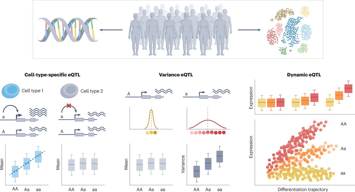 Types of single-cell eQTLs - Figure from our #Review 'Single-cell genomics meets human genetics' go.nature.com/3LjdSmL by
<a href="/AnnaSECuomo/">Anna Cuomo</a>, <a href="/aparnanathan/">Aparna Nathan</a>, <a href="/soumya_boston/">Soumya Raychaudhuri সৌম্য রায়চৌধুরী</a>, <a href="/dgmacarthur/">Daniel MacArthur</a> and <a href="/drjosephpowell/">Joseph Powell</a> 
Free to read here: rdcu.be/darro