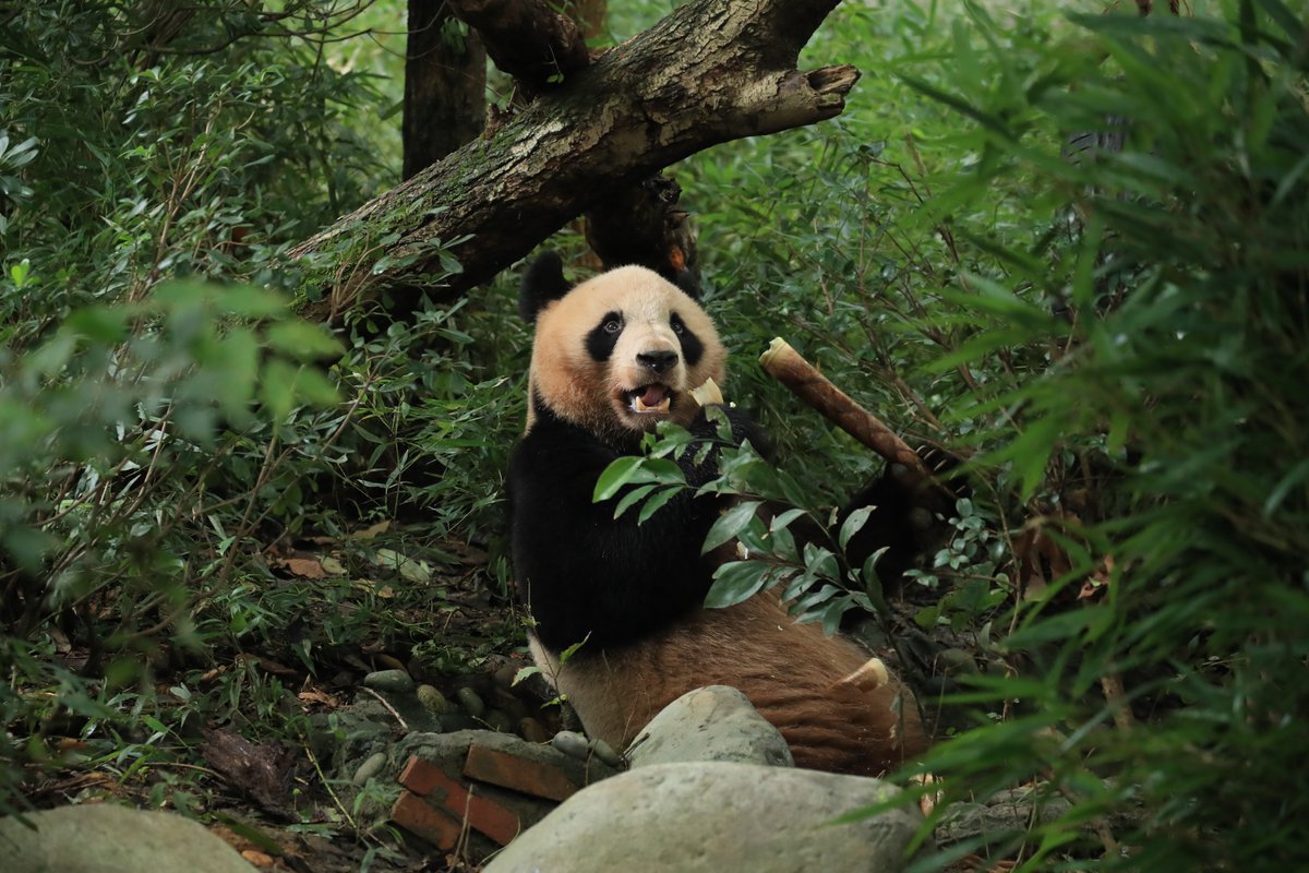 #YuanMeng est en pleine forme ! 🐼 Rodolphe Delord, PDG du ZooParc de Beauval et Eric Bairrão Ruivo, directeur scientifique de @beauvalnature sont allés à la base de reproduction des pandas géants de Chengdu saluer Yuan Meng, 1er bébé panda né en France (à Beauval). Ils ont