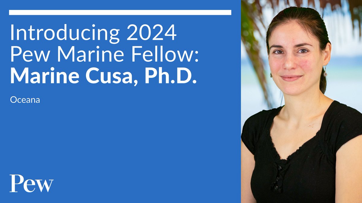 🎉 We’re proud to announce that our very own Marine Cusa has been named a 2024 #PewMarineFellow!
Marine will use genetic tools to improve transparency in European aquaculture by identifying the major fish-feed suppliers.
europe.oceana.org/press-releases…
 @MarSciCaf @oceana @PewEnvironment