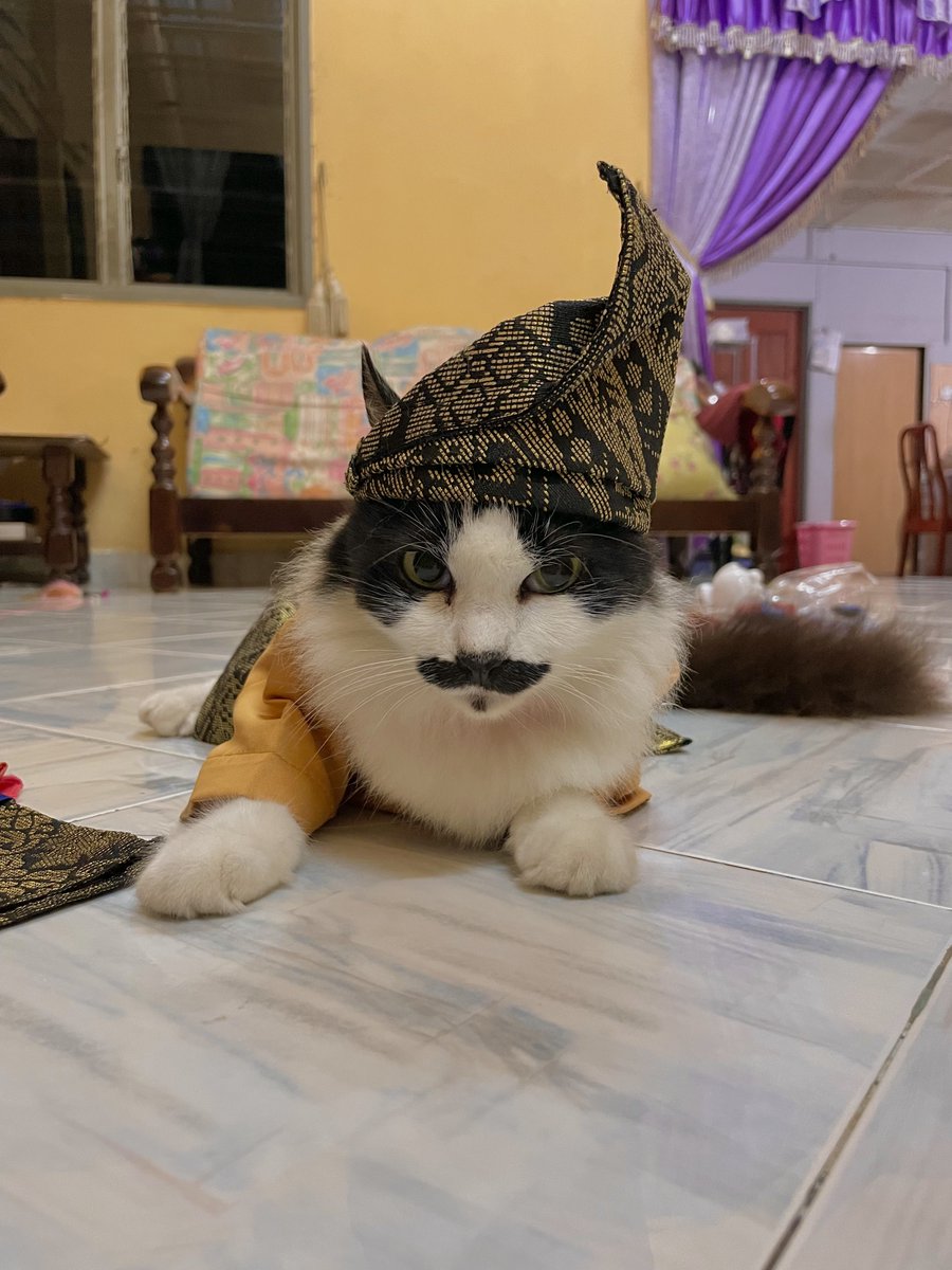 yemmeow's tweet photo. @pelisahh No one can top my perfect tuxie 😎 https://t.co/9KVYhx7AQ5