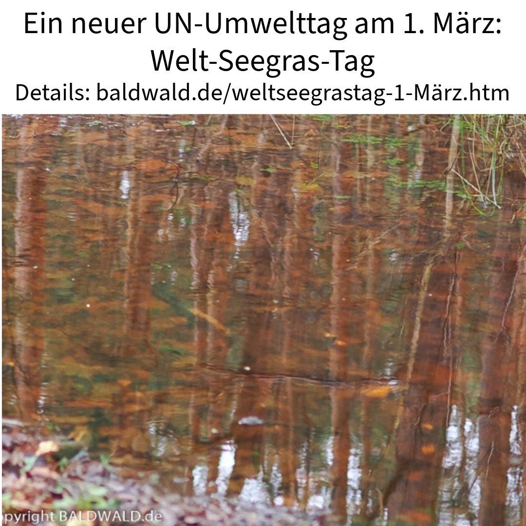 Ganz neu: 1. März ist jetzt UN-Welttag des Seegrases / Weltseegrastag / World Seegras Day:

baldwald.de/weltseegrastag…
___
#UN #Naturtage #welttage #Seegras #natur #baldwald #nature #worldday