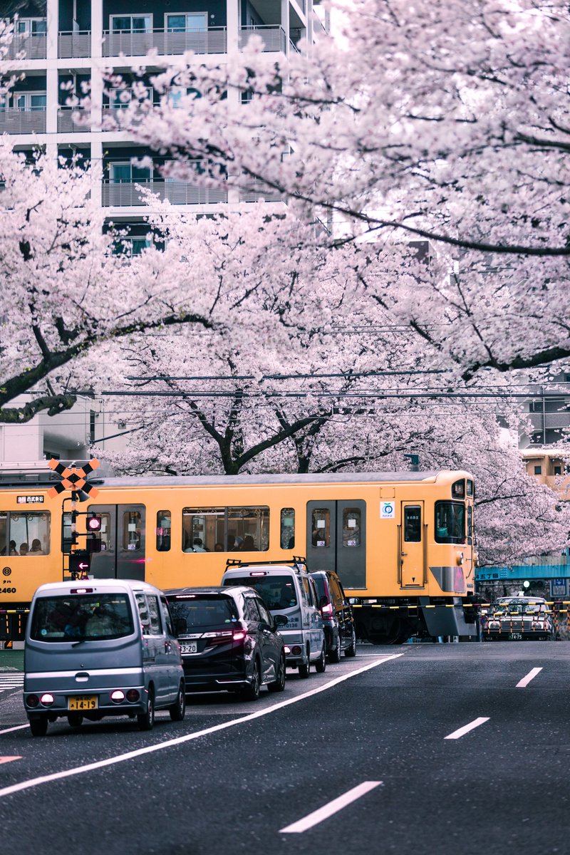 西武鉄道と桜のコラボが美しすぎました！