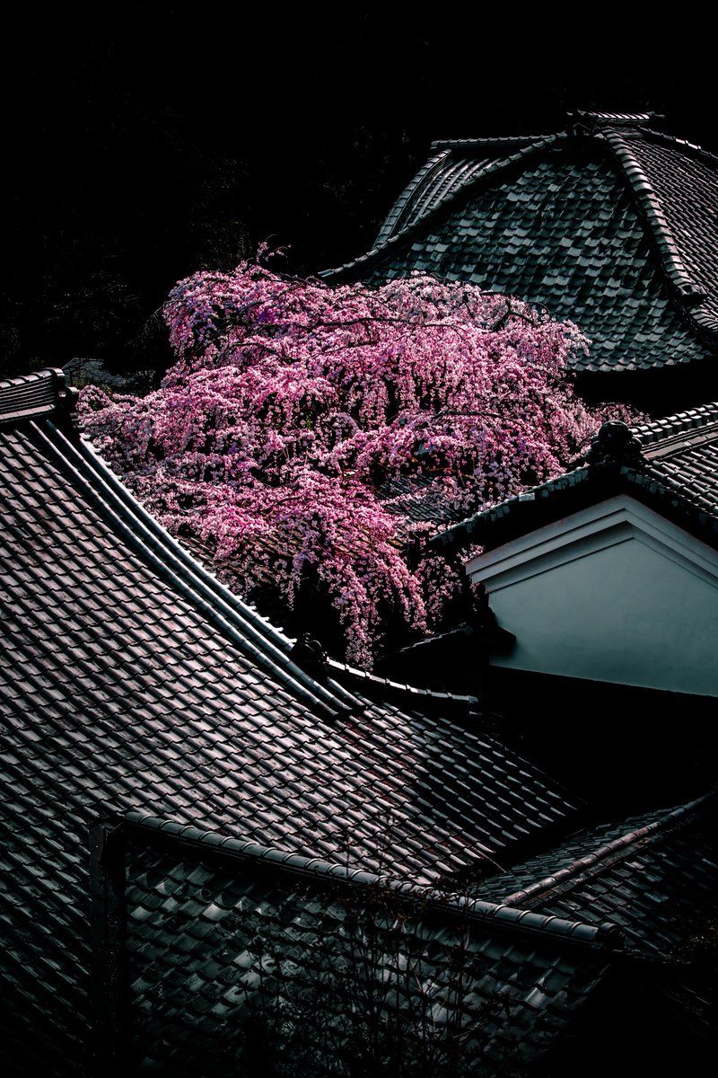 十輪寺の枝垂桜が美しすぎました！