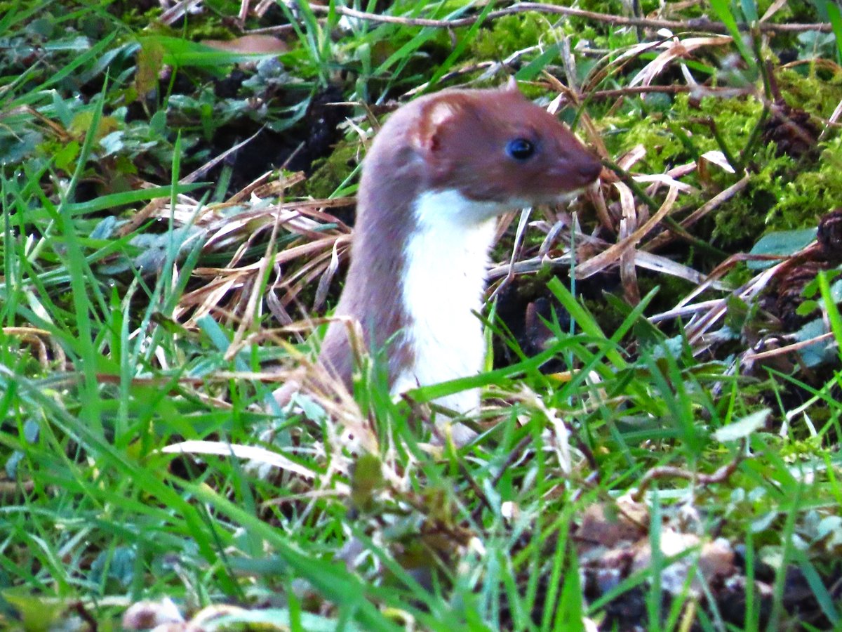 RSPB Strumpshaw Fen (@rspb_strumpshaw) on Twitter photo February tick! Take a break and enjoy our monthly recent sightings blog.  
community.rspb.org.uk/placestovisit/β¦ February tick! Take a break and enjoy our monthly recent sightings blog.  
community.rspb.org.uk/placestovisit/β¦