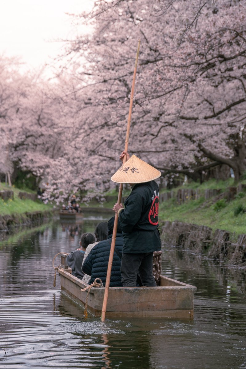 川越の桜並木が美しすぎた！