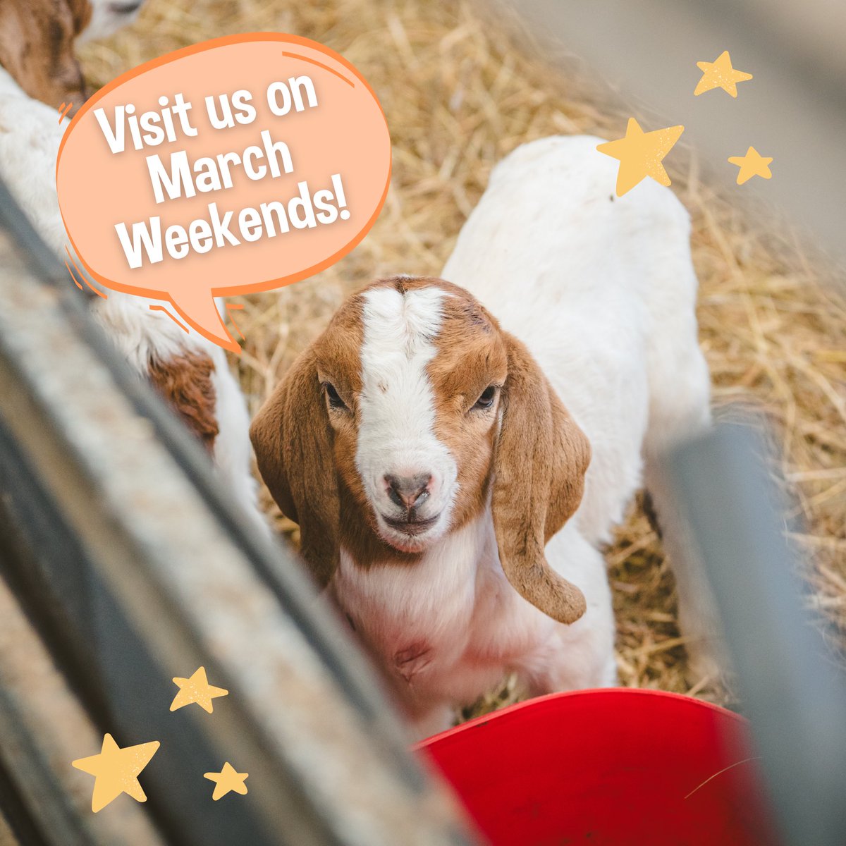 Did you know we’re open for MARCH WEEKENDS? 🤩 We’ll be open for all our usual farm fun PLUS lamb feeding and lambing live will also be available for these weekends!! 🐑✨ Get booking now! 👉 adventurefarm.co.uk