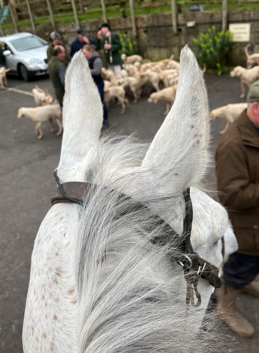 Ramses De Teillee very much enjoyed his first ever outing to meet the hounds this morning 😀