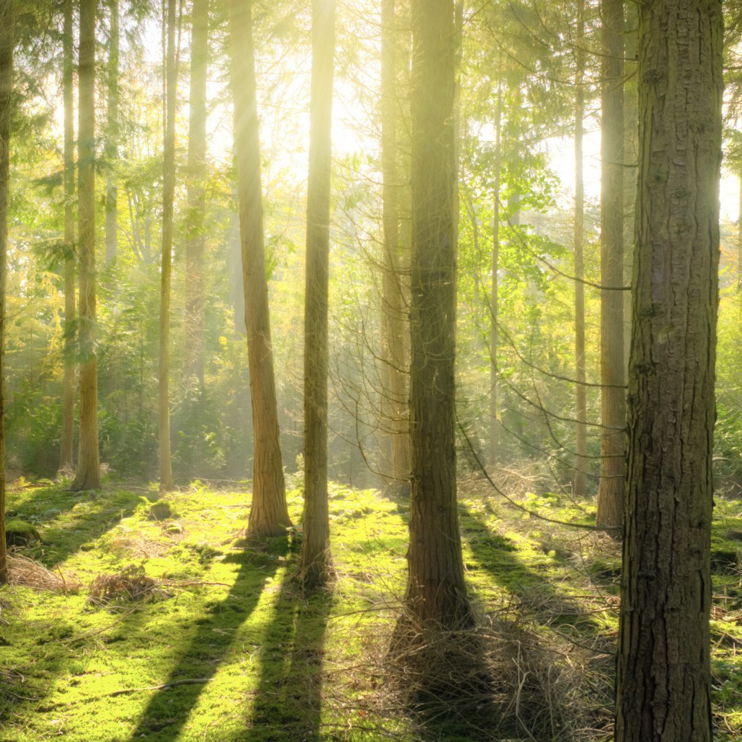 🇪🇺 Le Parlement européen a adopté mardi la loi sur la restauration de la nature ! Les 27 pays de l'UE doivent donc désormais restaurer : 

👉 au moins 30% des habitats en mauvais état de l’UE d’ici 2030
👉 60% d’ici 2040 
👉 90% d’ici 2050