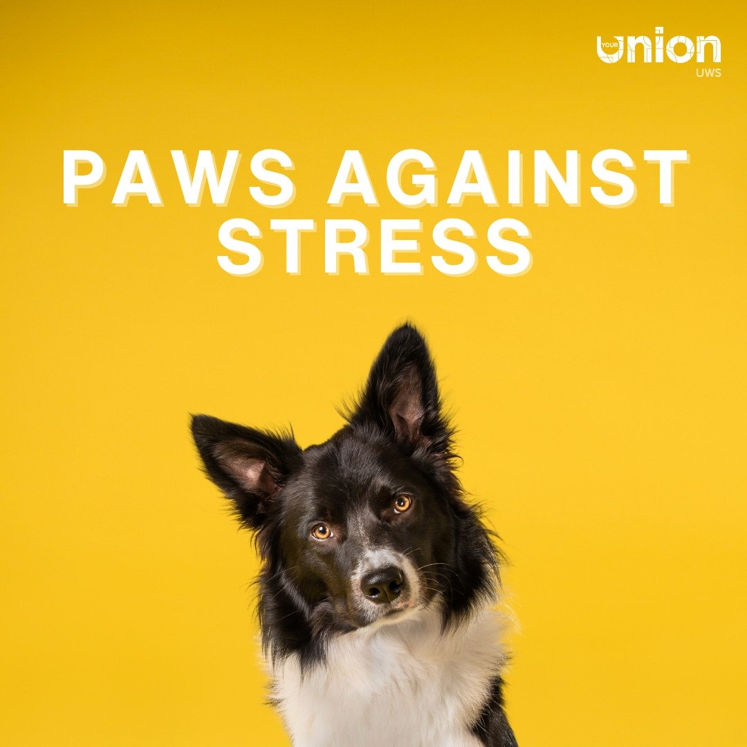 🐶 Whether you’re feeling stressed, lonely, or simply need a furry friend, we'll have therapy pets here for you at our Paws Against Stress sessions on our Paisley, Ayr and Lanarkshire campuses throughout March! #UniMentalHealthDay #LifeAtUWS