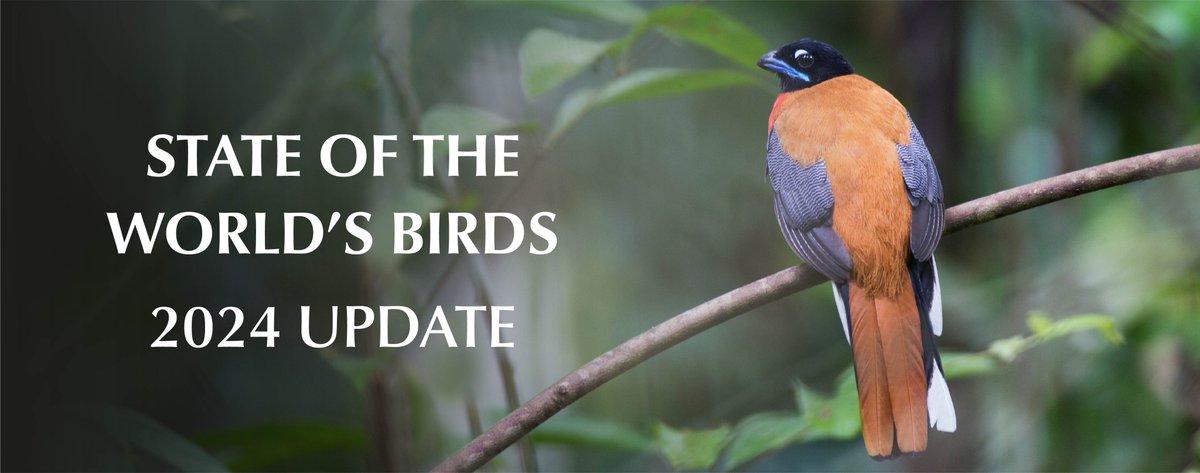 The State of the World's Birds 2024 Annual Update has just been published on the BirdLife Data Zone. It features some of the key developments in bird science and conservation during 2023 from the BirdLife Partnership and beyond. datazone.birdlife.org/2024-annual-up… #BirdLifeScience