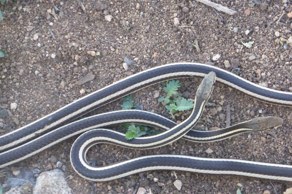 Not sure what is happening here but many snakes (Dromicodryas bernieri) in the public square at Mahabo, Ebelo, southern #Madagascar.