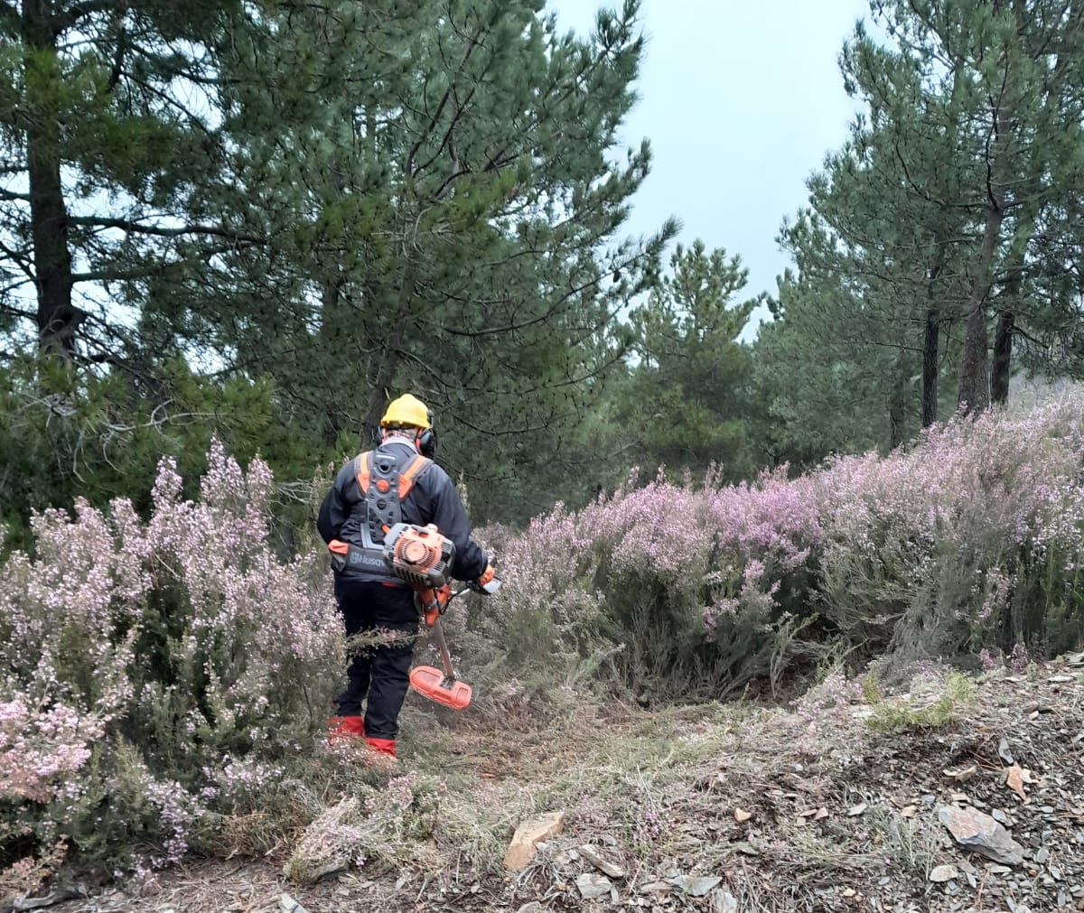 BRIF_PINO's tweet image. Desbroce de faja auxiliar de  40m a cada lado  del #cortafuego en #TM de #RobledillodeGata
Somos #Brif del @mitecogob  en #BLP
#juntossomosmasfuertes