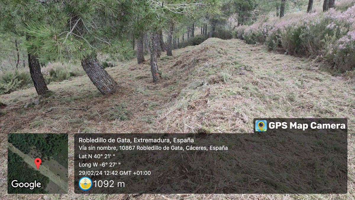 BRIF_PINO's tweet image. Desbroce de faja auxiliar de  40m a cada lado  del #cortafuego en #TM de #RobledillodeGata
Somos #Brif del @mitecogob  en #BLP
#juntossomosmasfuertes