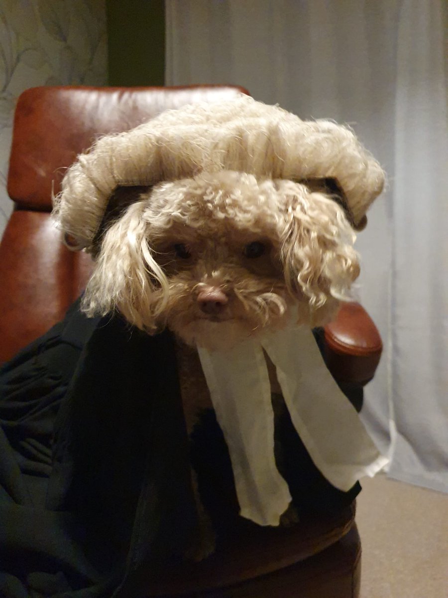 In our final post in the series, "The Legal Animals of Cornwall Street", we return to Percy for a lesson on holding your nerve and delivering "the look" during a difficult cross-examination.

We hope you have all enjoyed our series!

#barristers #solicitors #cilex #law #animals