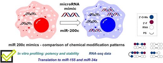 Chemical modification patterns for microRNA therapeutic mimics: a structure-activity relationship (SAR) case-study on miR-200c academic.oup.com/nar/advance-ar…