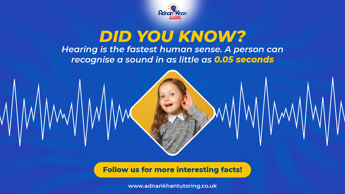AKTutoring's tweet image. Quick Fact Alert! #Didyouknow that hearing is the speediest human sense? Sound recognition can happen in mere 0.05 seconds! Follow us for more mind-boggling facts! 
Explore more at adnankhantutoring.co.uk

#AdnanKhanTutoring #QuickFact #MindBlown #SoundRecognition #FunFacts