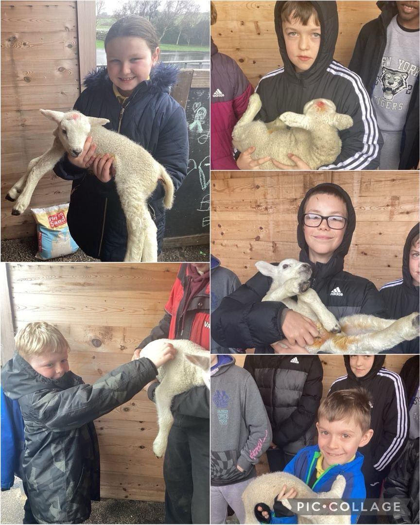 Ysgol Gymuned Llanfechell tweet media