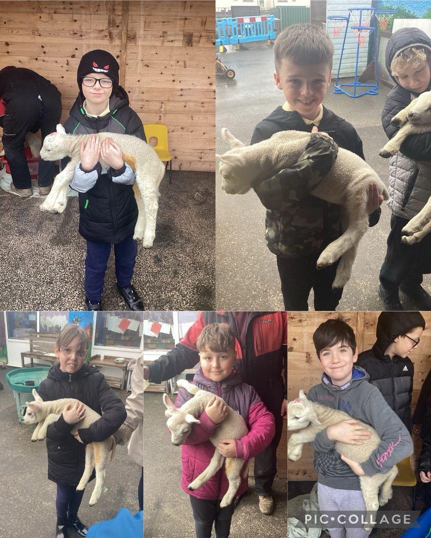 Ysgol Gymuned Llanfechell tweet media