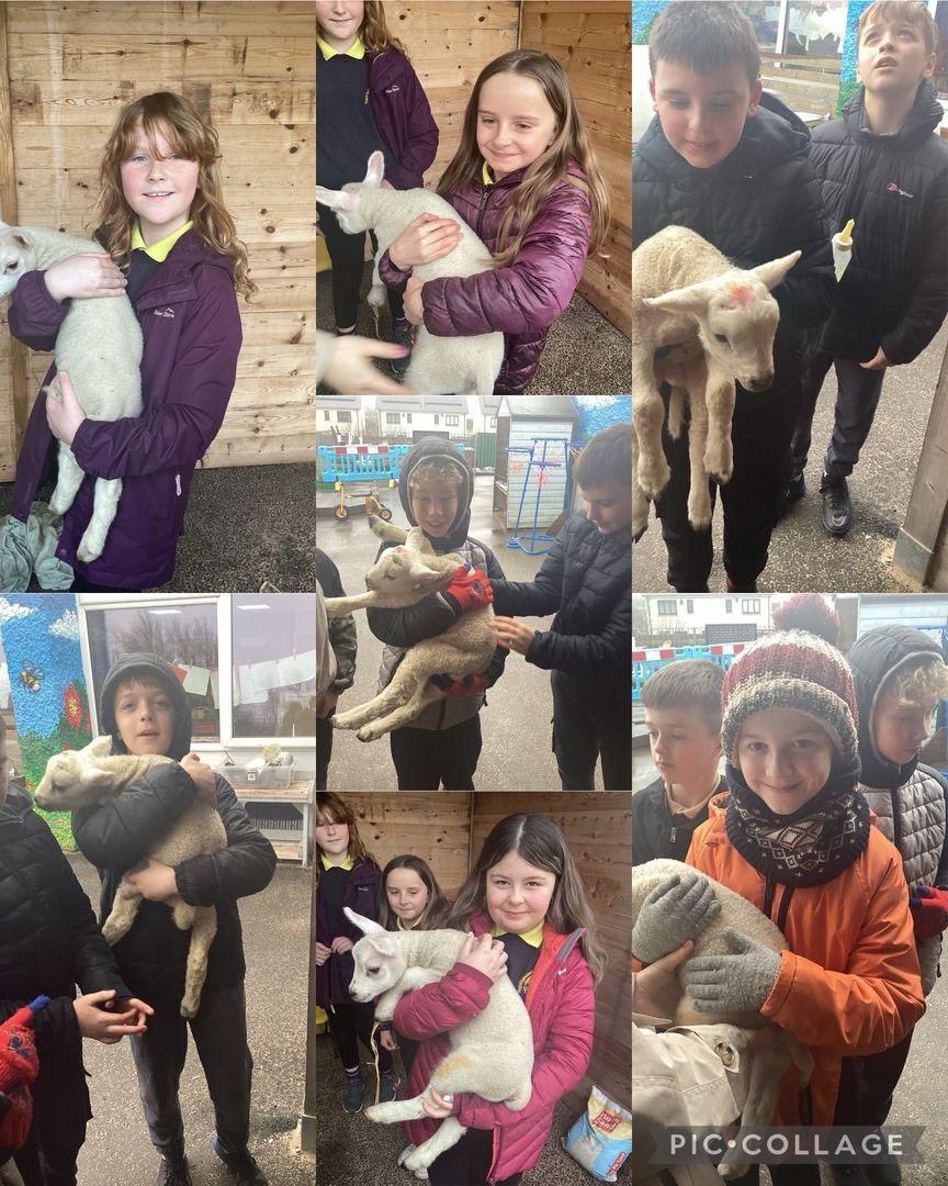 Ysgol Gymuned Llanfechell tweet media