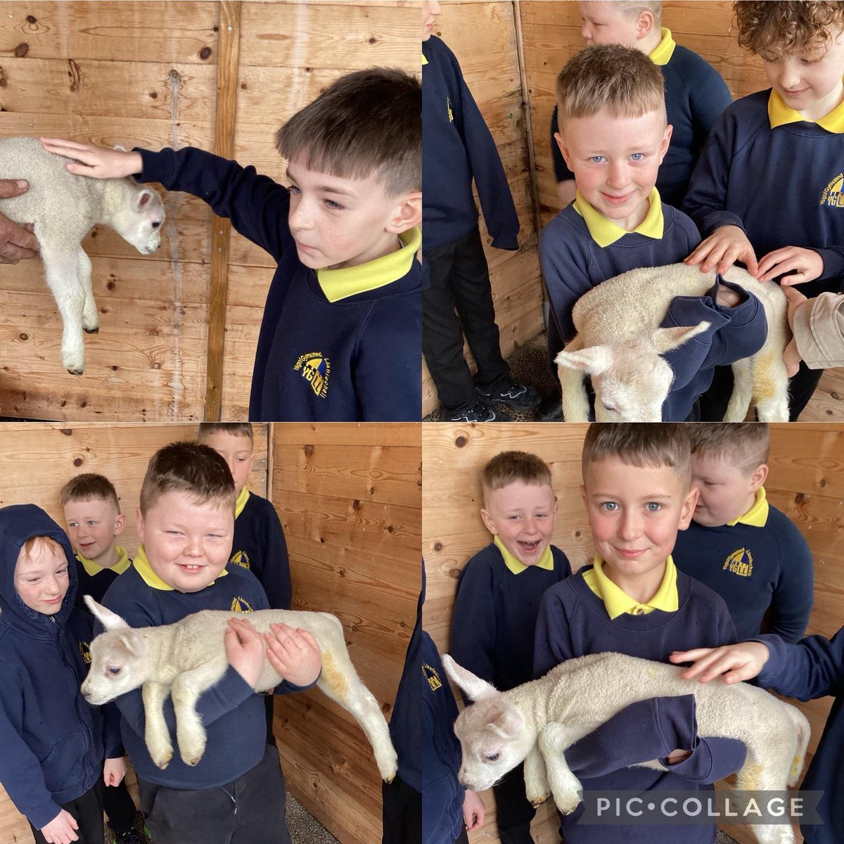 Ysgol Gymuned Llanfechell tweet media